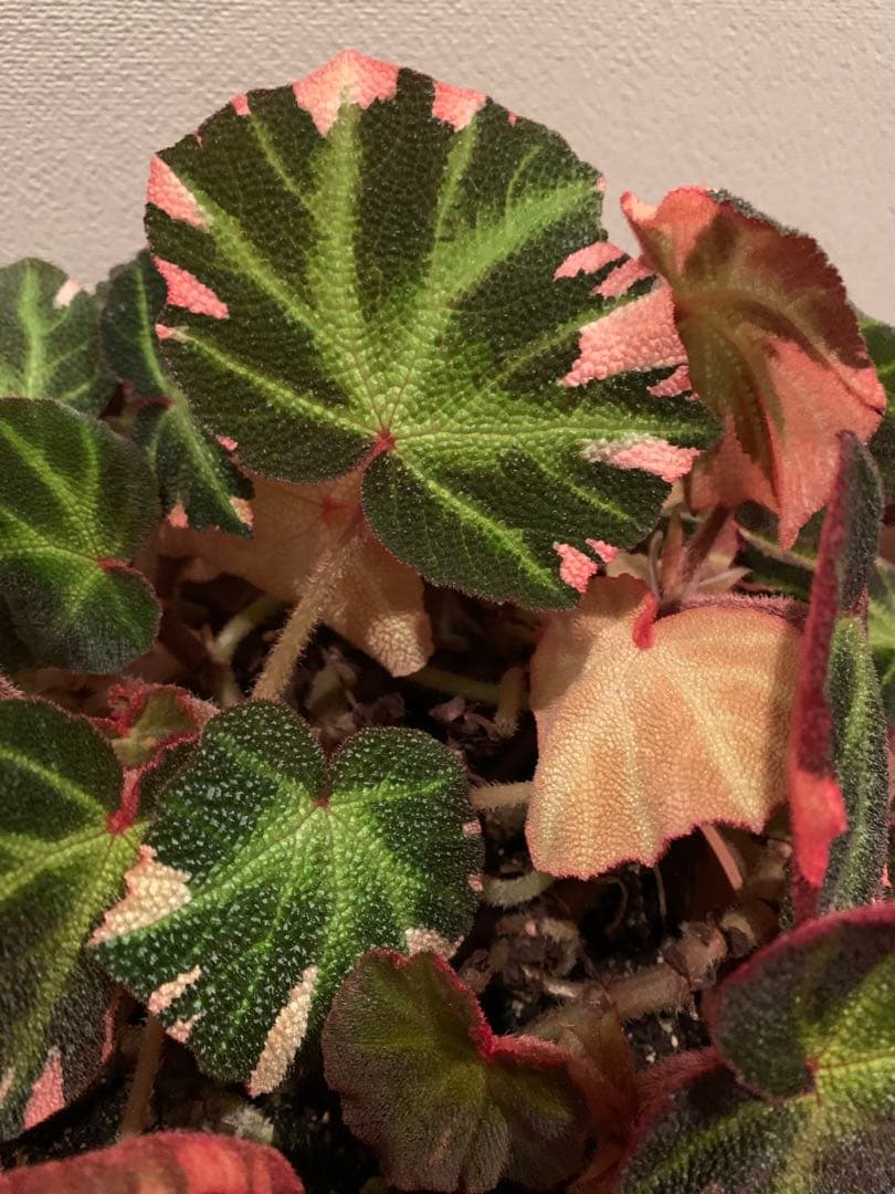 【超希少品種】ベコニア ソリムタータ 鉢ごと発送　6号鉢　新入荷