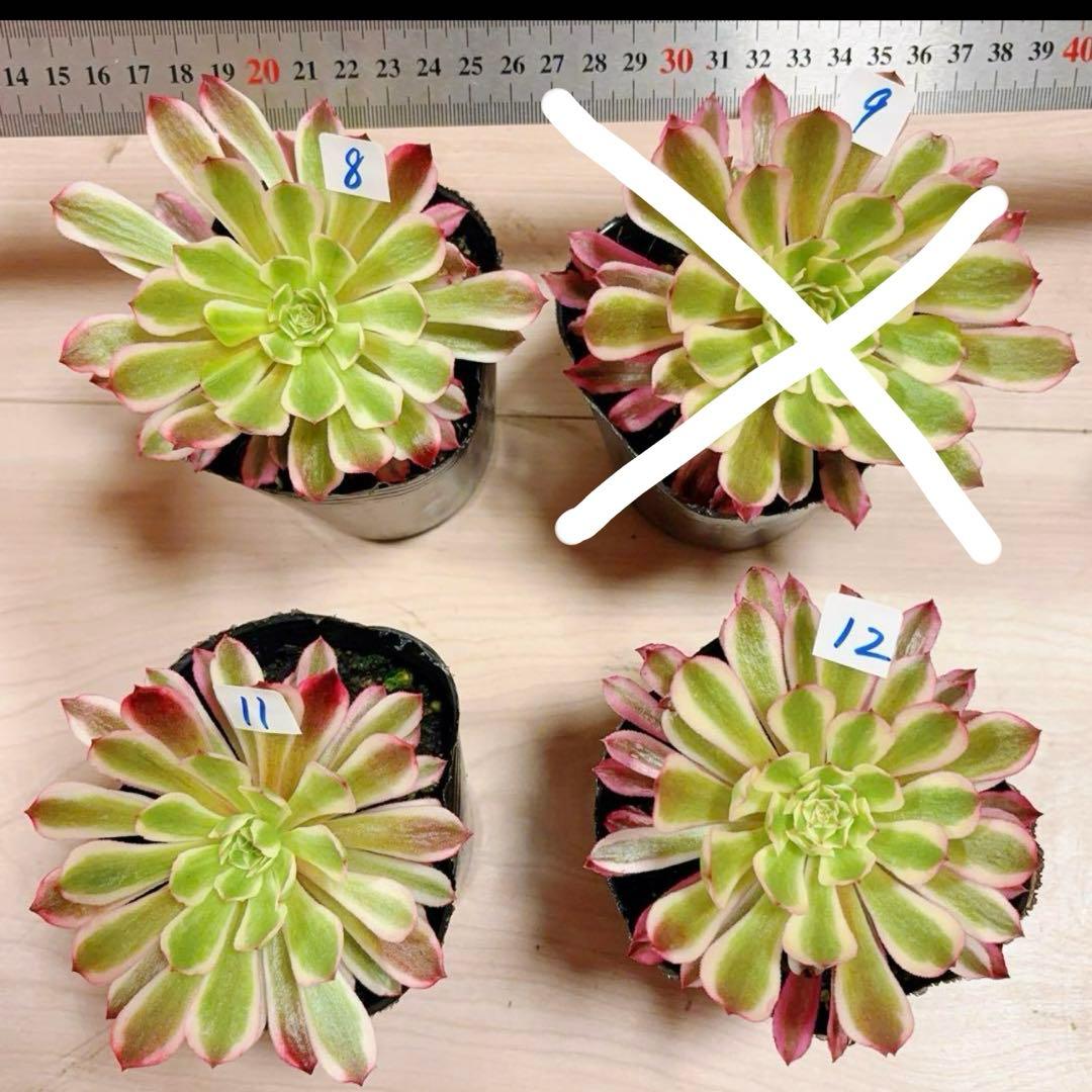 多肉植物アエオニウム錦❤️ 皺葉仙墨 ❤️1大頭11-12cm拔き苗