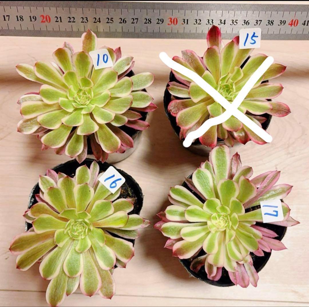 多肉植物アエオニウム錦❤️ 皺葉仙墨 ❤️1大頭11-12cm拔き苗