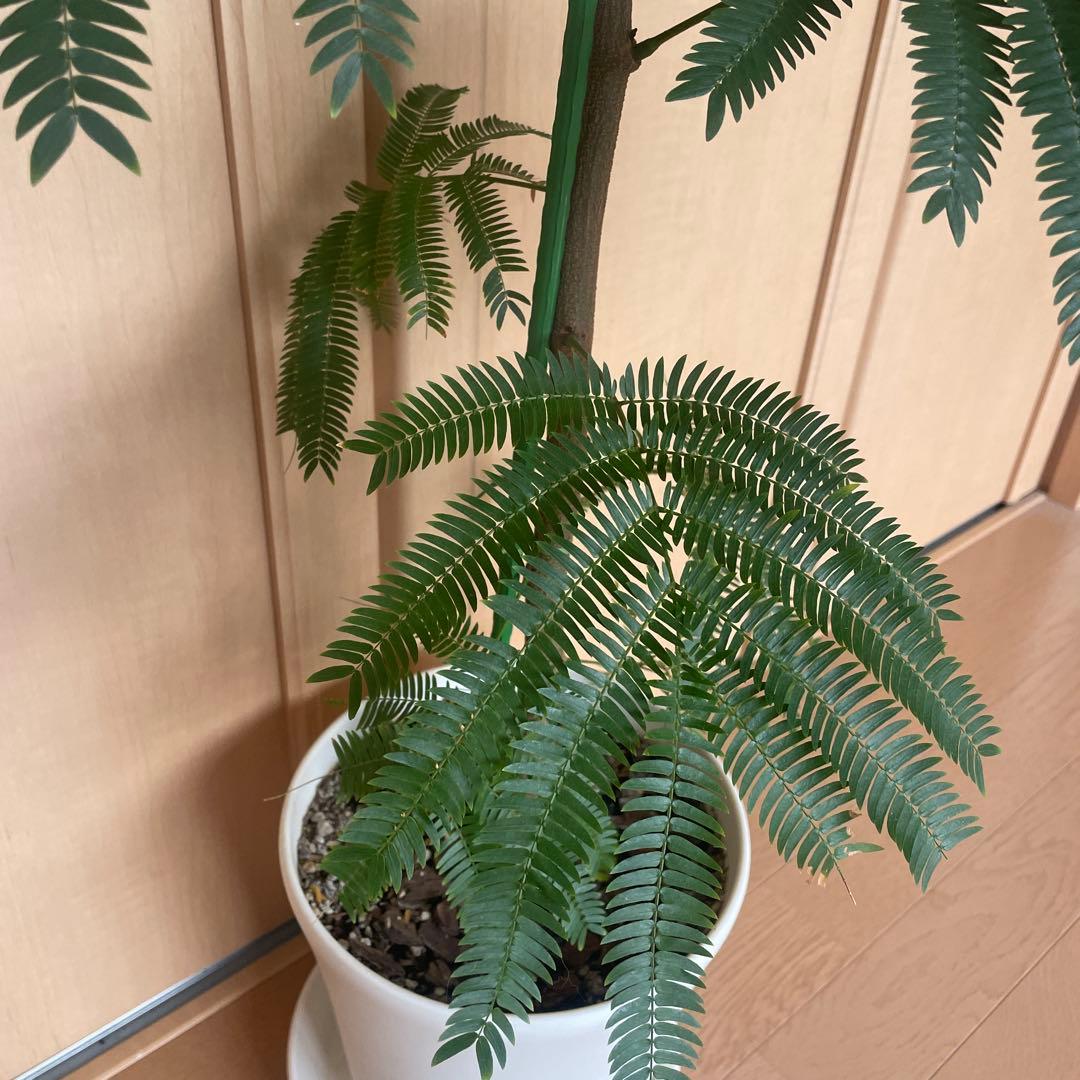 【直接取引】　エバーフレッシュ（ネムノキ）　180cm