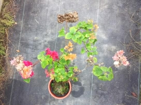 珍品　ブーゲンビレア　苗　限定品！　ブーゲンビリア　観葉植物　花木